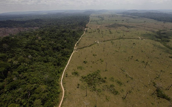 Brazil Forest Law Battle